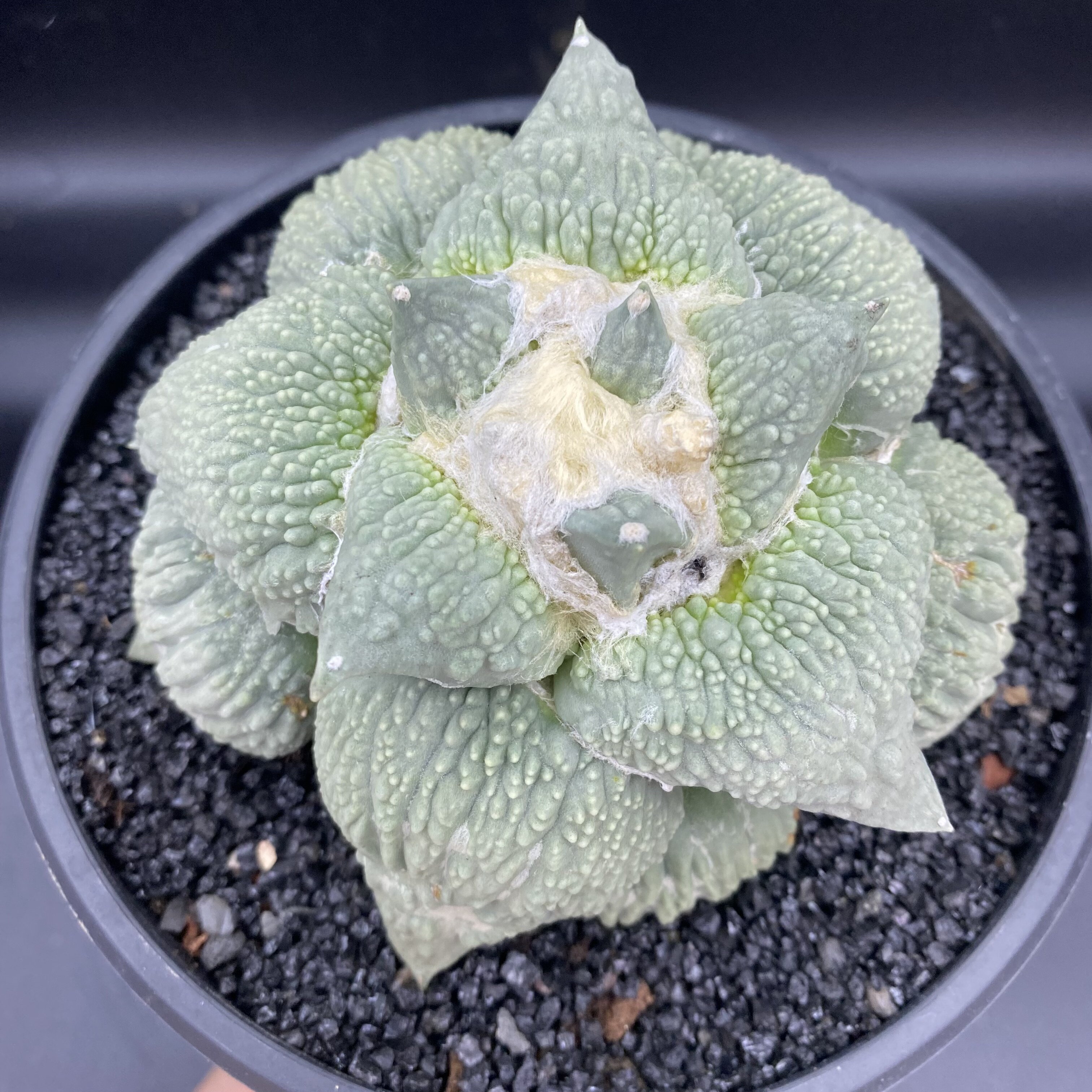 青瓷怒涛 岩牡丹自根萝卜根可提盆  多肉植物仙人球一物一拍