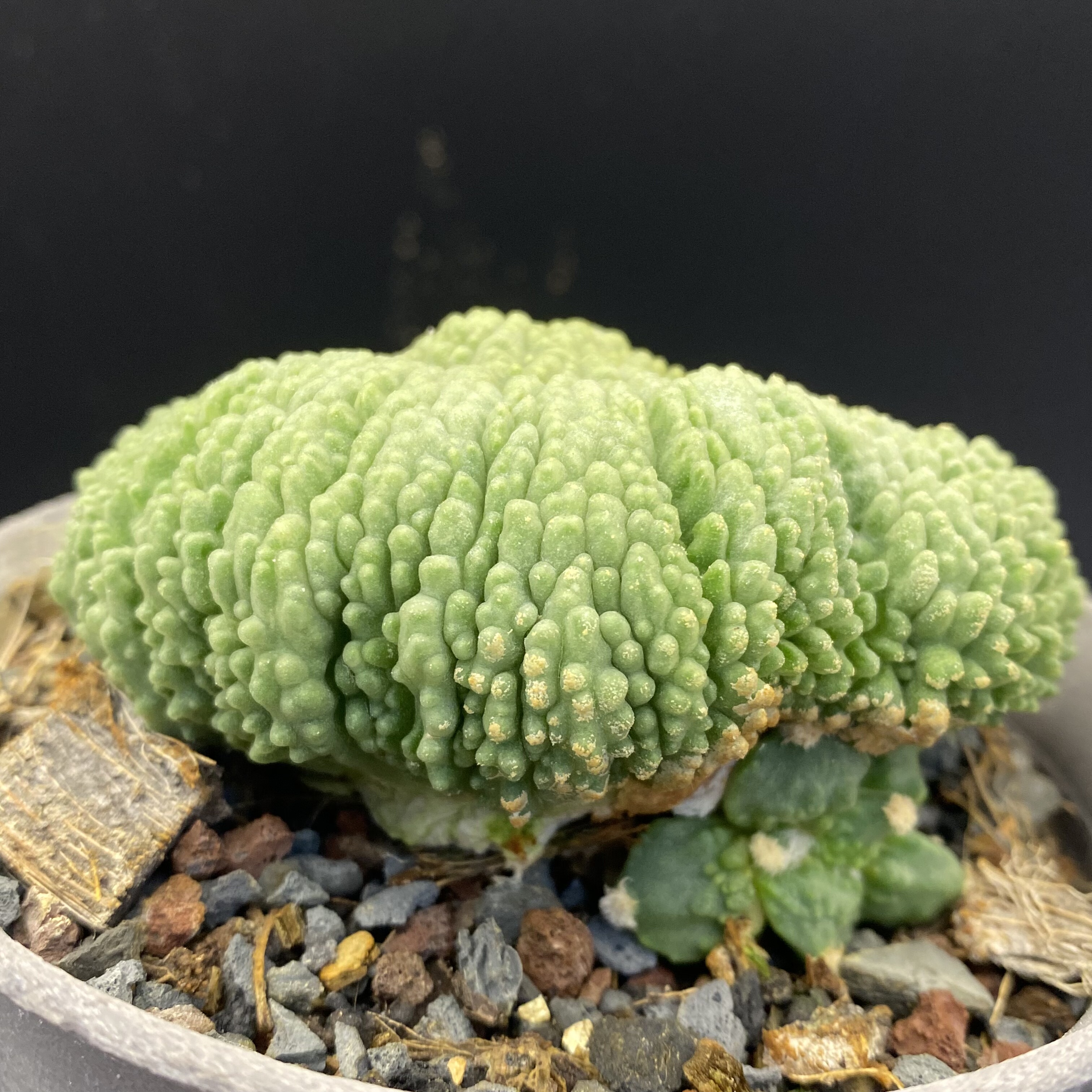 满疣怒涛牡丹 超级大疣怒涛 叶插 萝卜根 少有  仙人球一物一拍