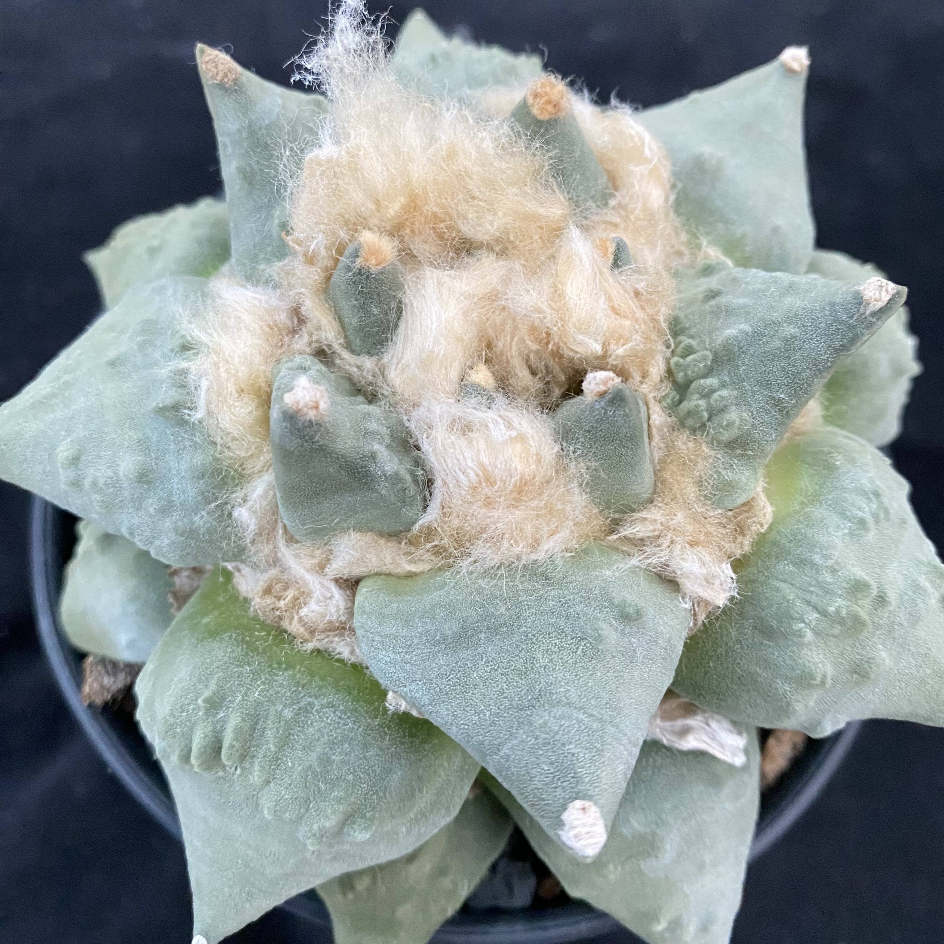怒涛牡丹 怒涛青瓷 岩牡丹 多肉植物仙人球一物一拍