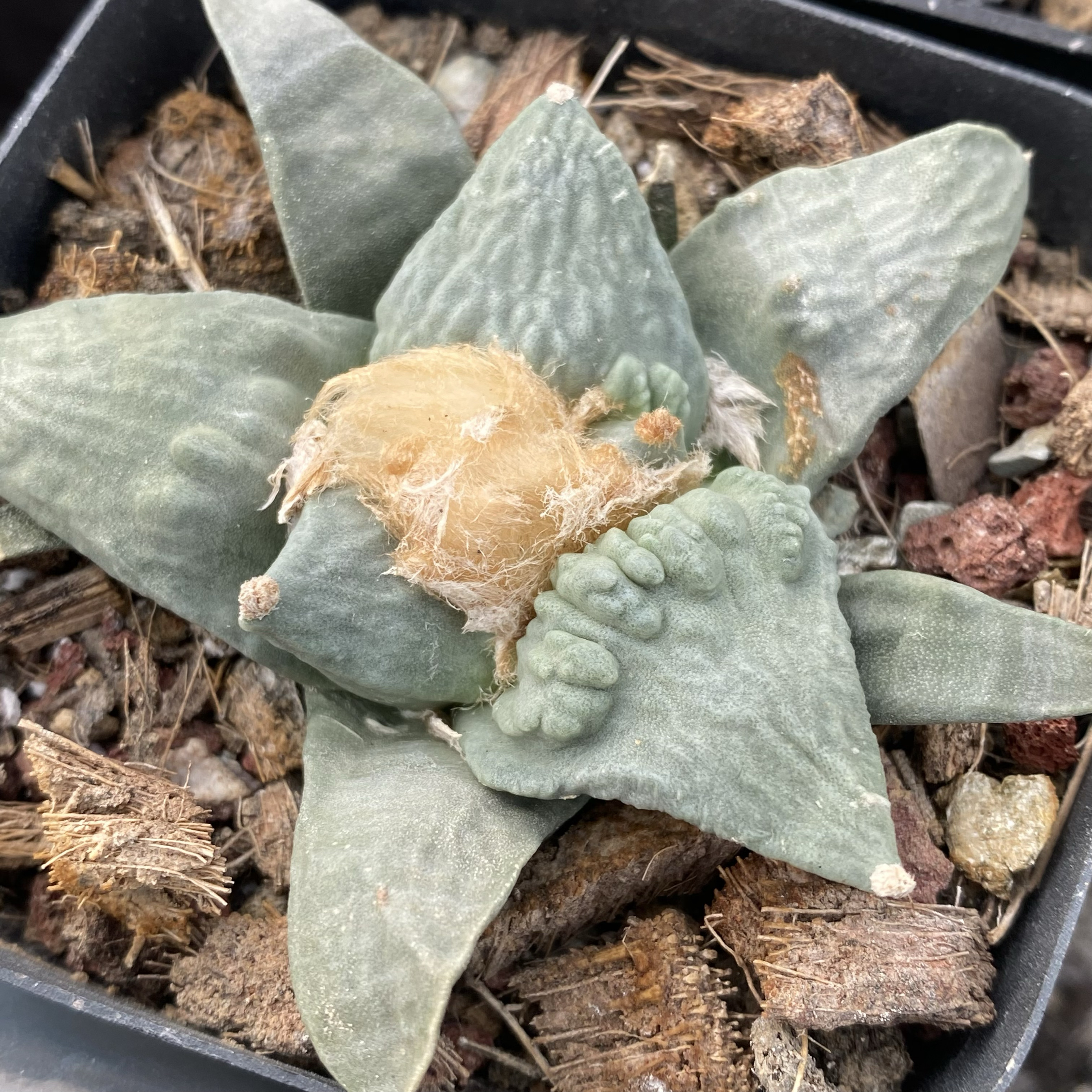 青瓷怒涛牡丹 实生 多肉植物仙人球一物一拍