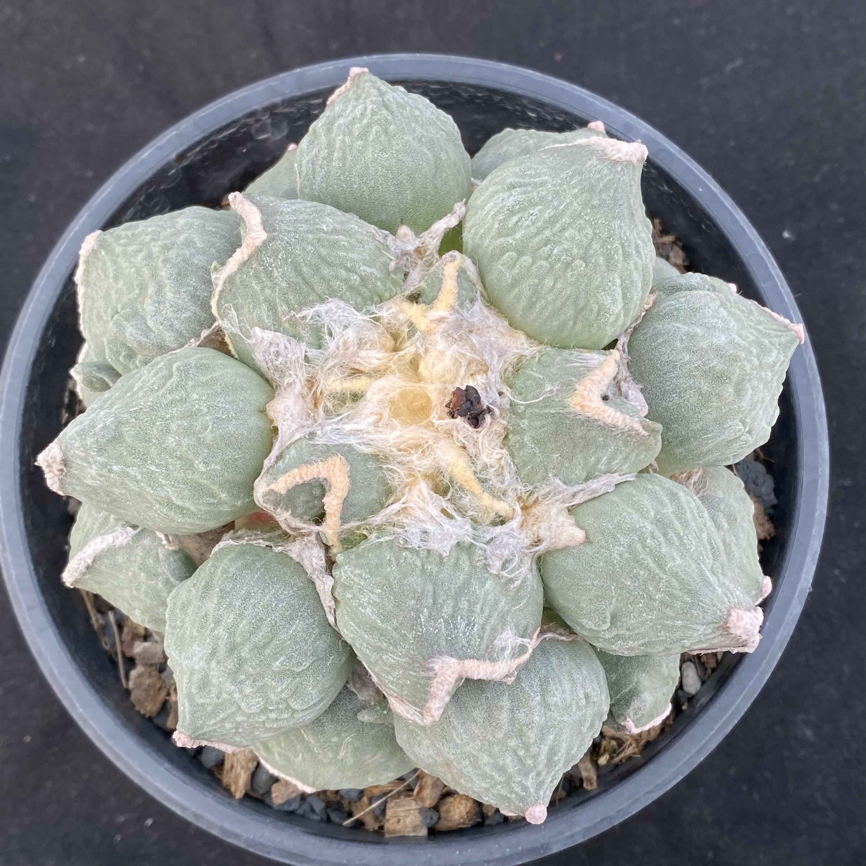 蛋疣皱疣牡丹 青瓷蛋疣怒涛 自根多肉植物仙人球一物一拍