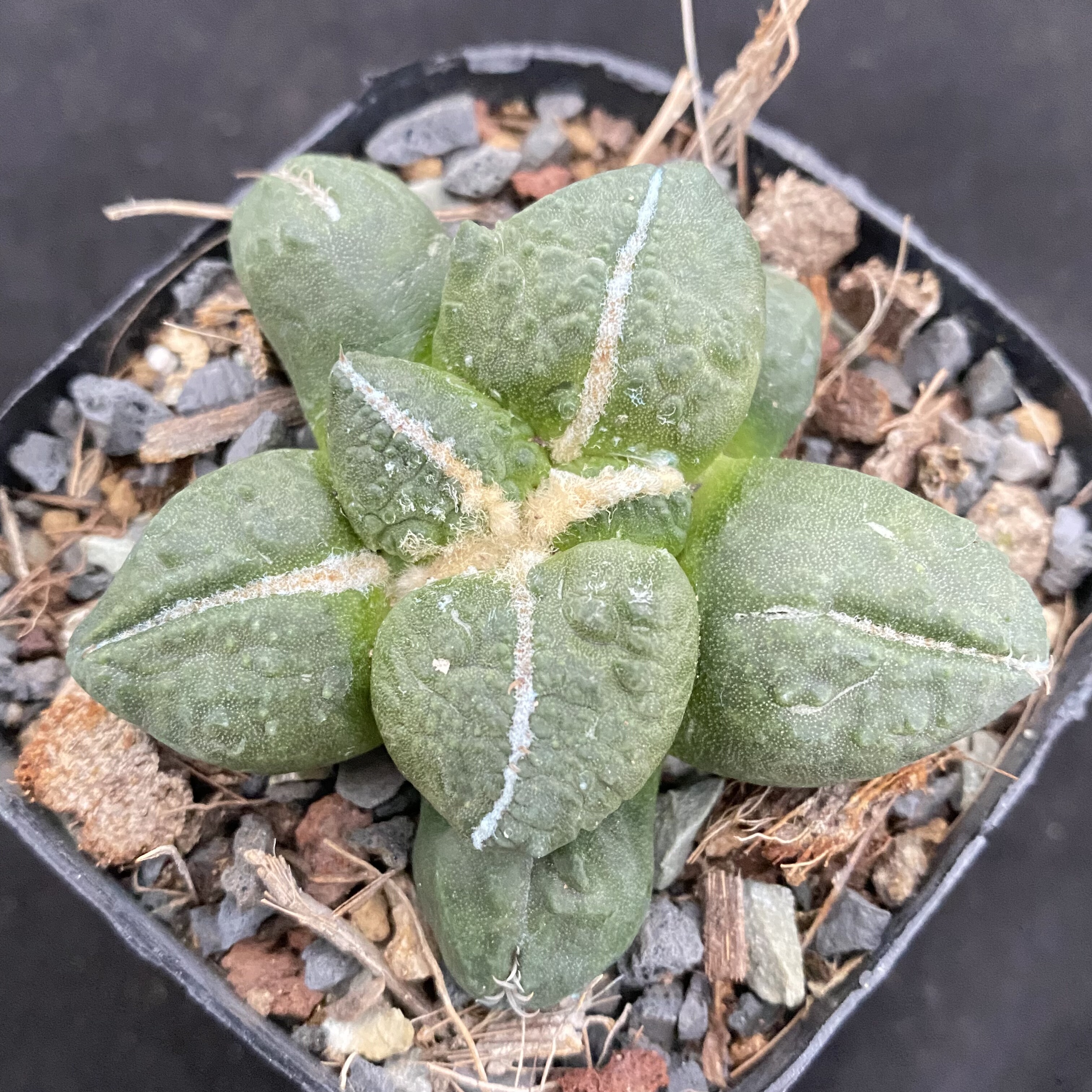 蛋疣x怒涛牡丹 自根萝卜可提盆 多肉植物仙人球 一物一拍