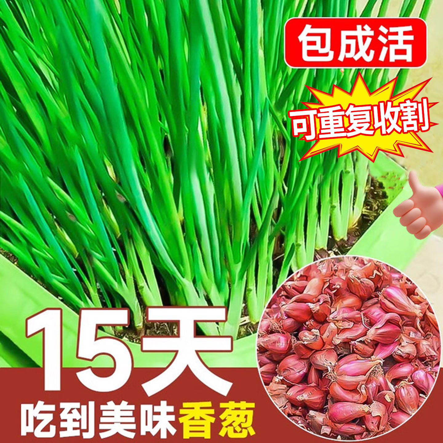 四季红葱头小香葱种头阳台盆栽可食用庭院室内外种植四季新鲜蔬菜