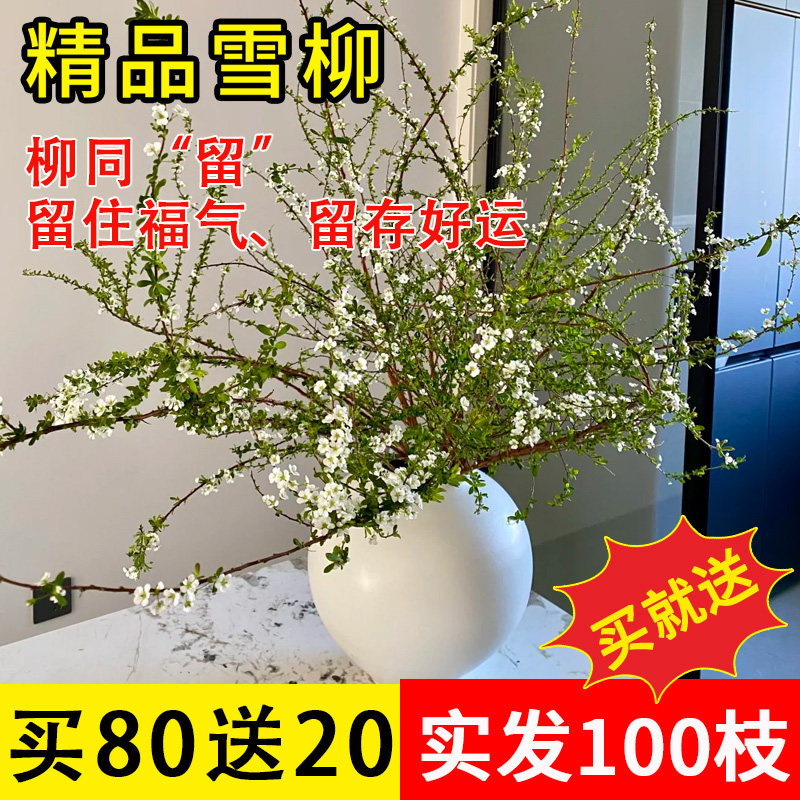 雪柳鲜枝带花苞水培干枝水养高级水养插花植物鲜花卉室内盆栽绿植,鲜花速递/花卉仿真/绿植园艺,花园装饰用品,淘宝优惠券,粉丝福利购,淘宝优惠卷