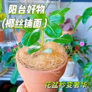 园艺椰丝铺面花盆填充物盆栽装 饰植物种花椰丝海南天然棕丝盆景