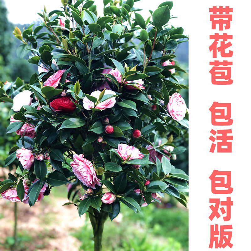 庭院树苗名贵花卉植物大颗室外四茶花