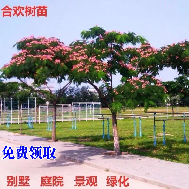 合欢树苗芙蓉树苗绒花树银叶金合欢花树苗树木庭院南北方种植盆栽 鲜花速递/花卉仿真/绿植园艺 行道树/乔木 原图主图