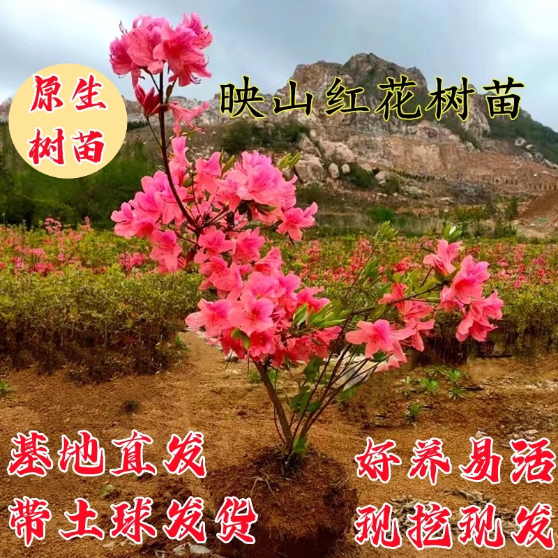 正宗映山红树苗当年开花毛杜鹃花苗南方北方种植抗寒抗冻映山红苗图片