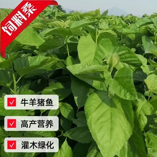 蛋白桑鸡鸭鹅牛羊饲料桑桑树苗实生桑苗杂交桑占地树苗防沙树苗