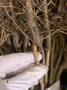 强桑1号蚕桑苗农桑14号桑树苗养蚕大叶桑嫁接苗地栽盆栽大叶蚕桑