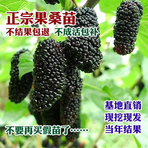 果桑苗无籽大十桑葚树苗