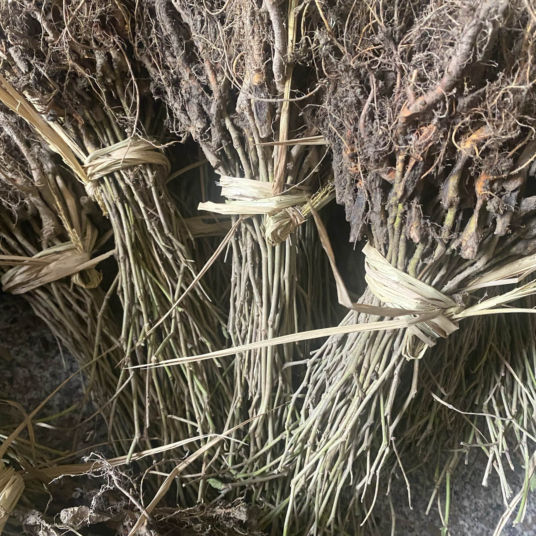 强桑一号等外苗细苗嫁接的大叶子养蚕专用农桑14号桑树苗正宗嫁接