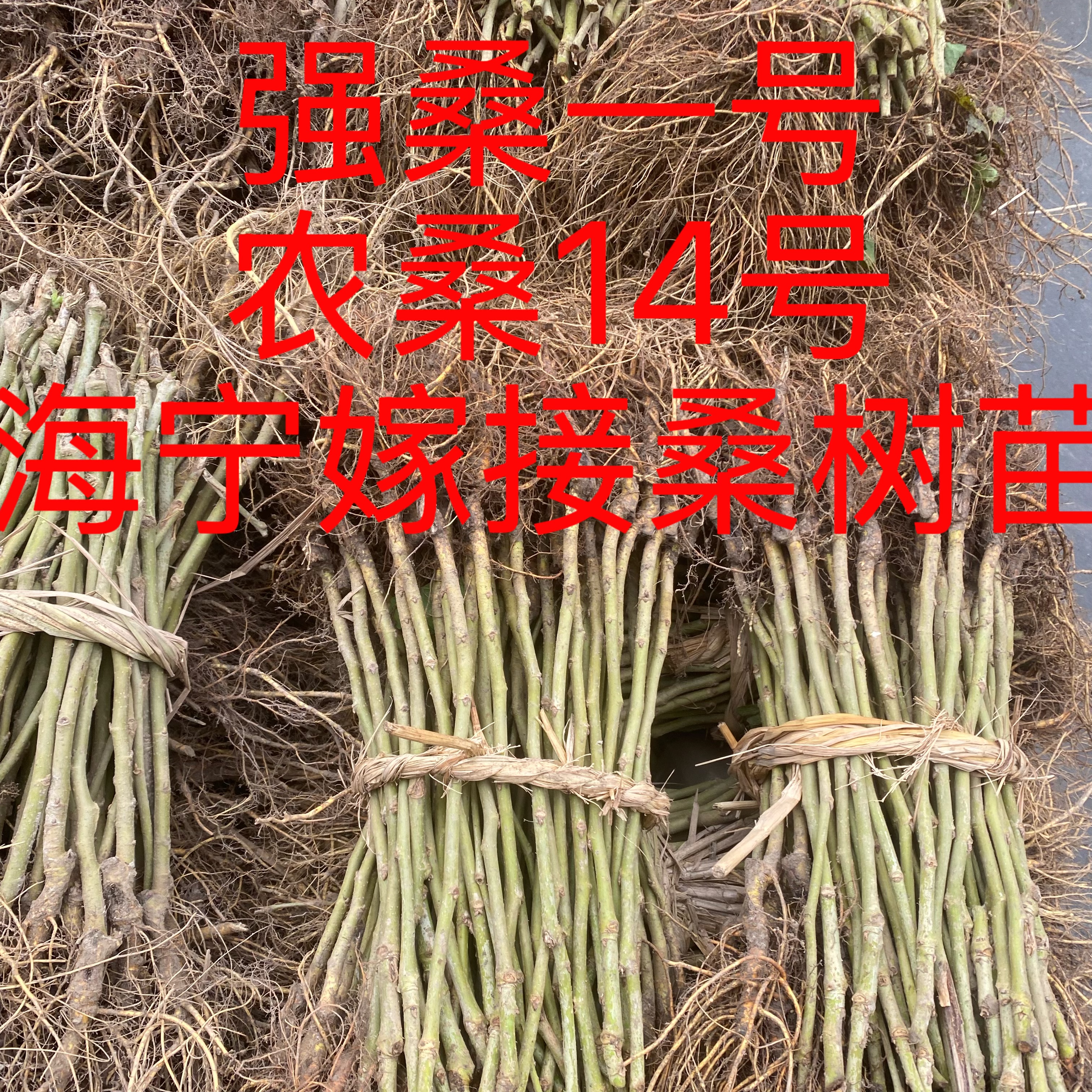 强桑一号嫁接苗农桑14号养蚕专用大叶桑树苗正宗海宁发货品种保证