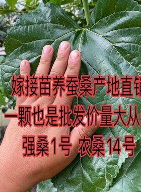 强桑1号蚕桑苗农桑14号桑树苗养蚕大叶桑嫁接苗地栽盆栽大叶蚕桑