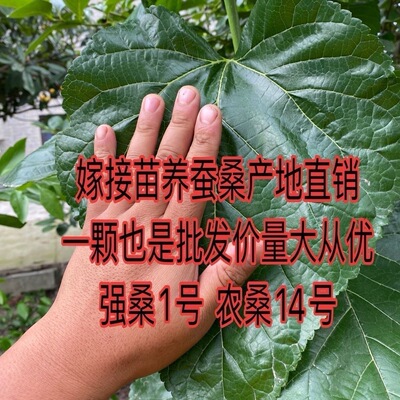 强桑1号蚕桑苗农桑14号桑树苗养蚕大叶桑嫁接苗地栽盆栽大叶蚕桑