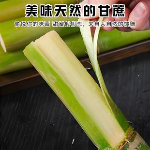 蜜甜云南老品种青皮甘蔗现砍现发新鲜到家当季孕妇水果包邮