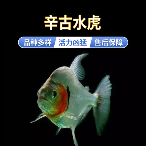 活体热带鱼观赏鱼辛古水虎淡水鱼