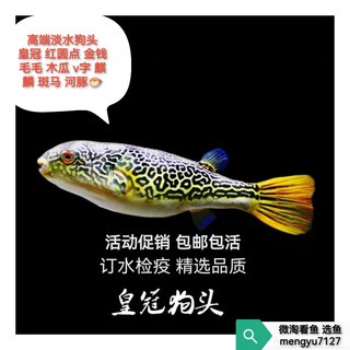 皇冠狗头 红圆点狗头 活体观赏鱼 网红气泡鱼 淡水河豚鱼中大型鱼