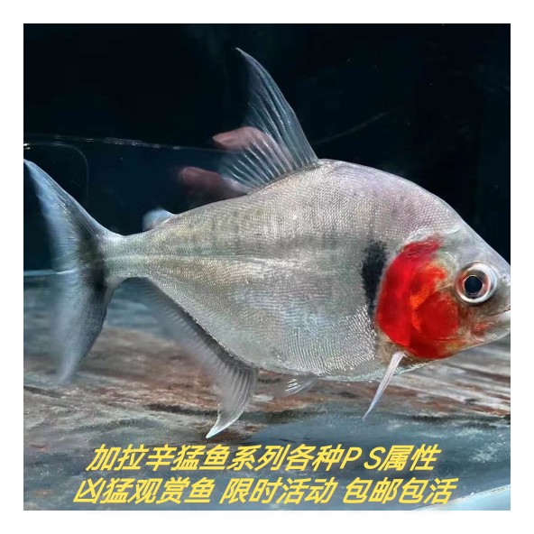 辛古胭脂黑斑普黑黄砖水虎 凶猛淡水鱼亚马逊 肉食性 活体观赏鱼