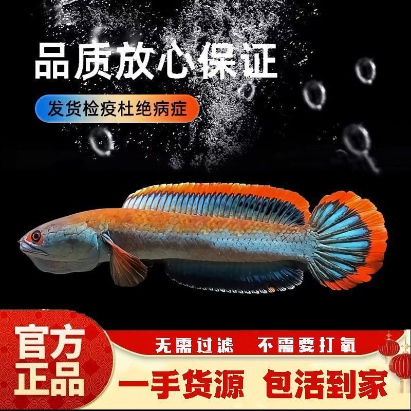 小型血斑一型奶茶七彩雷龙鱼淡水