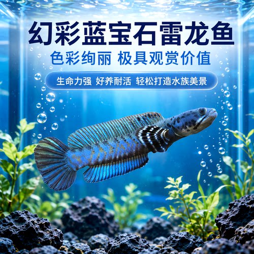 凶猛冷水鱼幻红蓝鬼王火背雷龙鱼