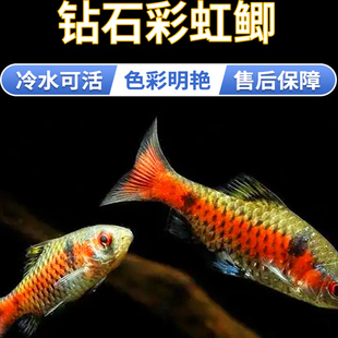 钻石彩虹鲫进口鲤科冷水耐寒耐养热带鱼原生鱼小型活体群游观赏鱼