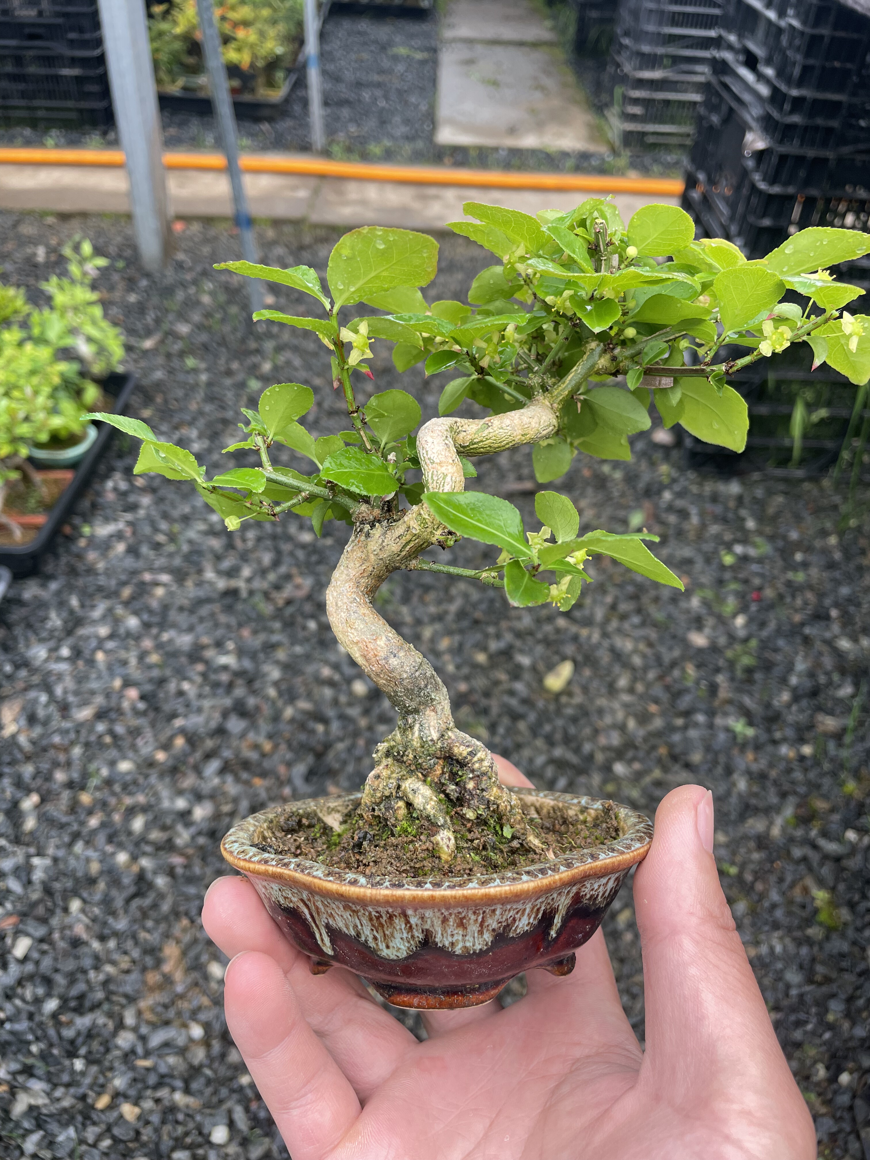 日本鬼箭羽真弓盆景小老桩
