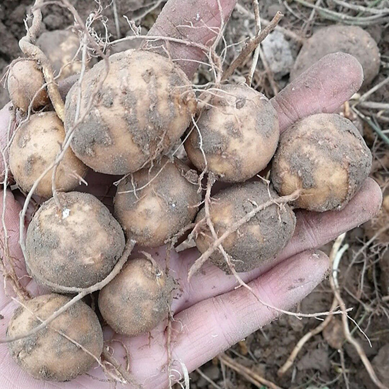 地雷单县罗汉参九吊丝香栗参小小果香地栗香芋参金丝吊葫芦