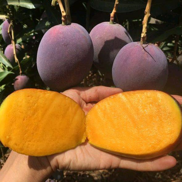 现摘攀枝花吉禄芒果苹果芒紫芒彩芒时令应季新鲜水果整箱10斤包邮