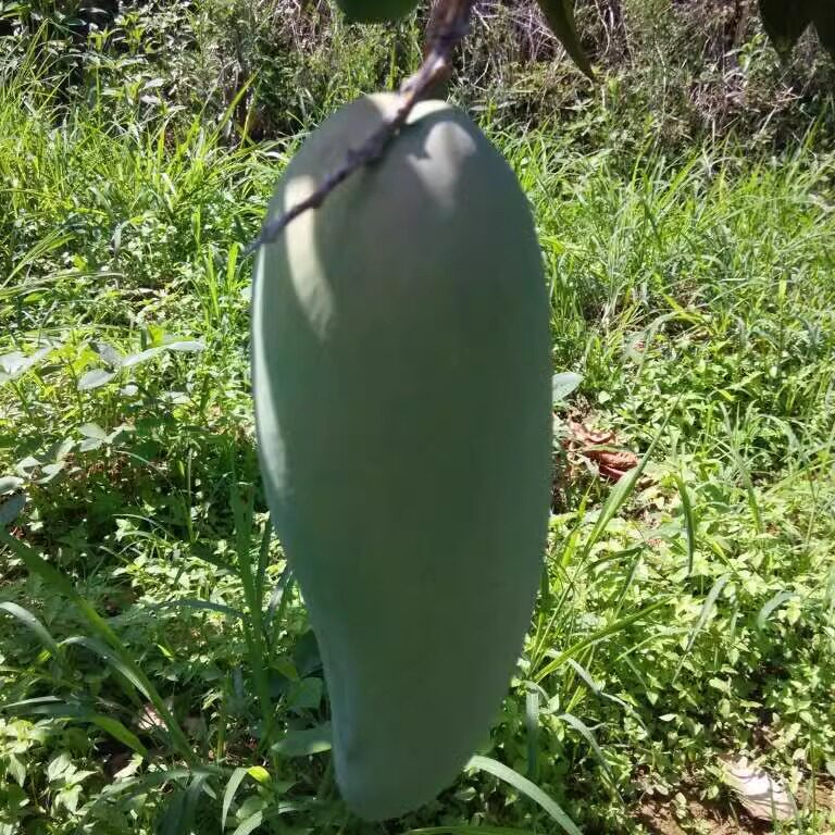攀枝花金煌芒10斤带箱树上熟青芒无丝纯甜大芒果孕妇应季新鲜水果