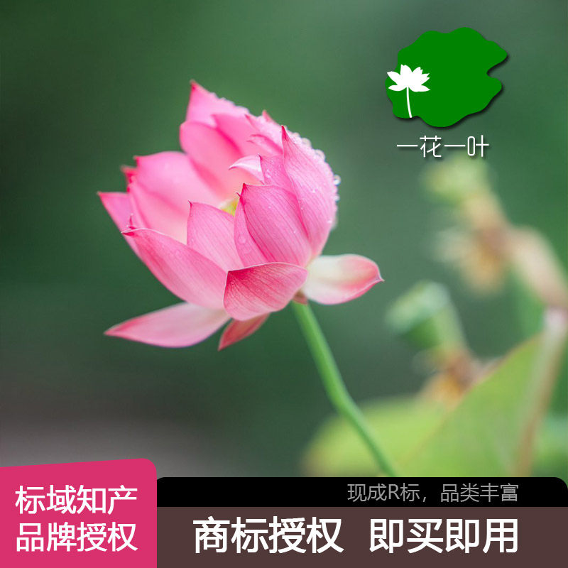 【一花一叶】32/33商标授权 品牌出租 白酒啤酒黄酒饮料商标租赁