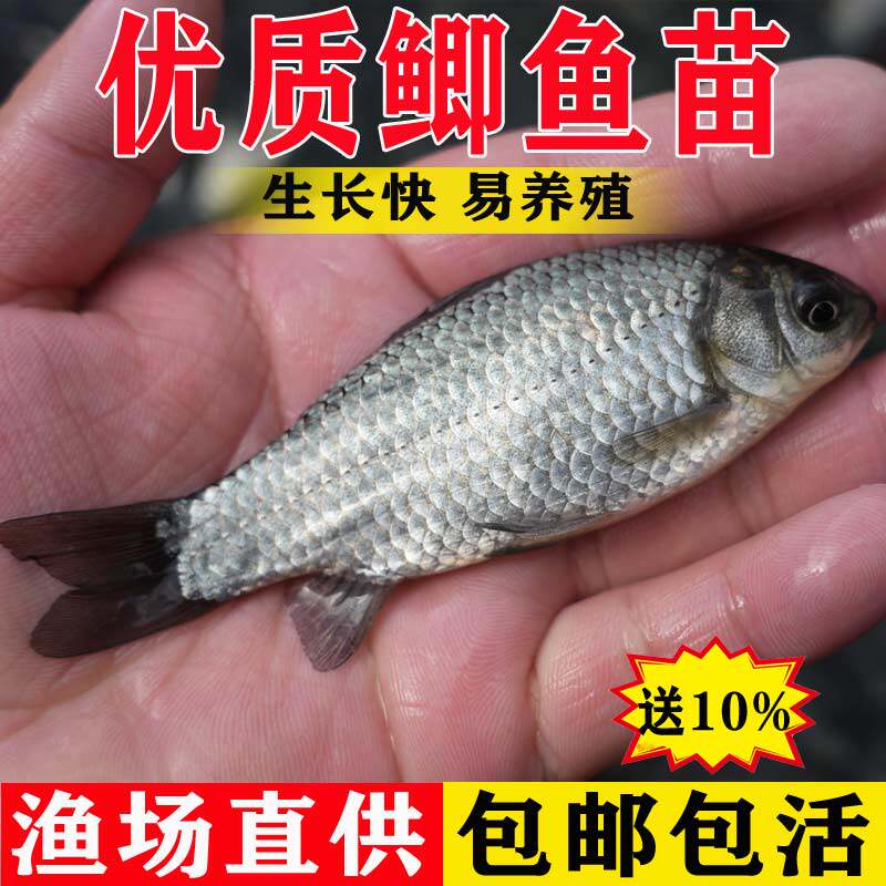 鲫鱼苗淡水养殖食用工程鲫湘云鲫中科五号大板鲫高背鲫土鲫黄金鲫