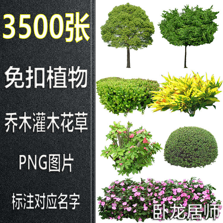 免扣植物乔木灌木png图片标注对应名字景观园林ps后期效果图素材