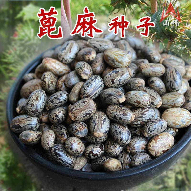 蓖麻子蓖麻籽红大麻子蓖麻仁蓖麻种子春夏秋冬四季播五谷种孑包邮