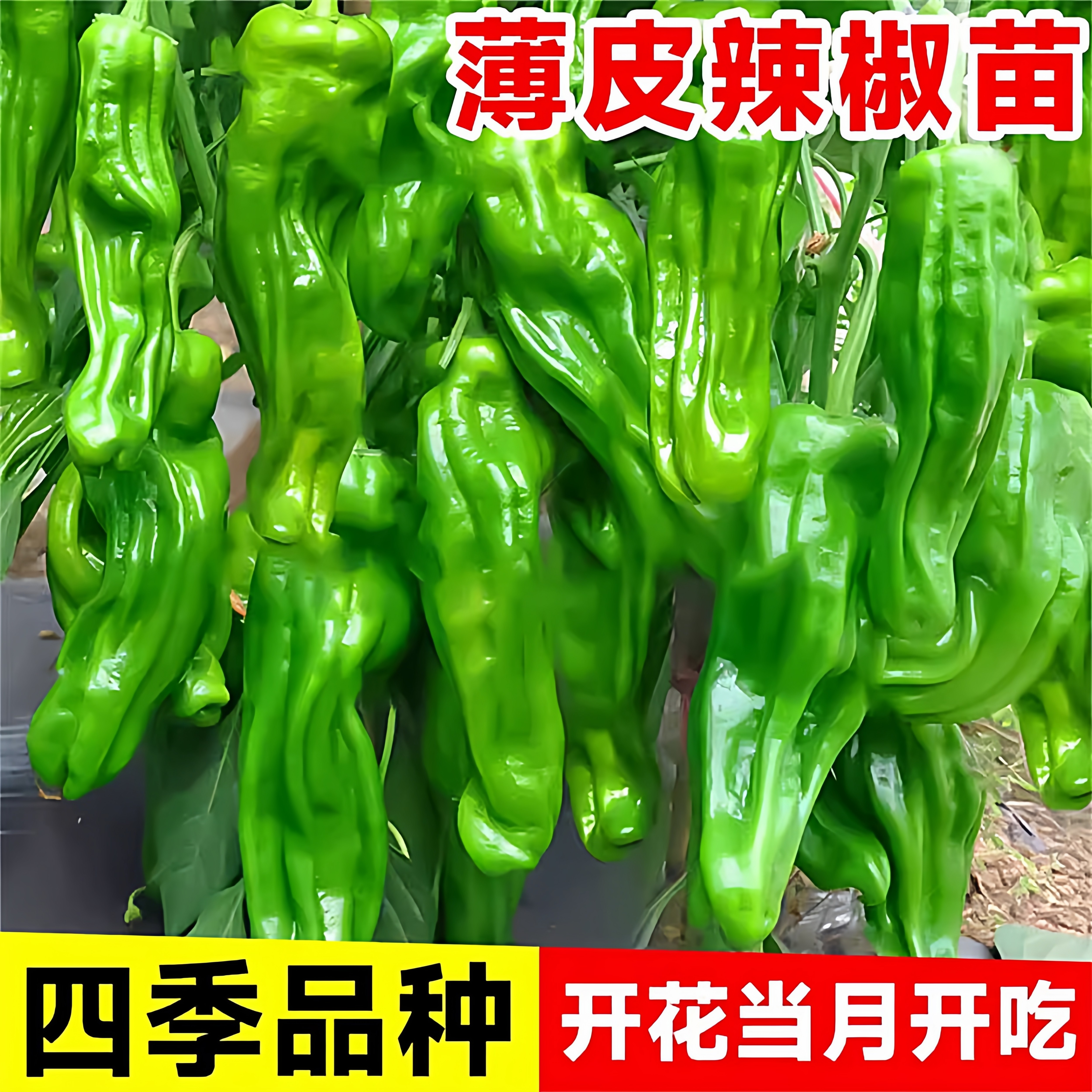 薄皮辣椒苗南方春季种植种子图片