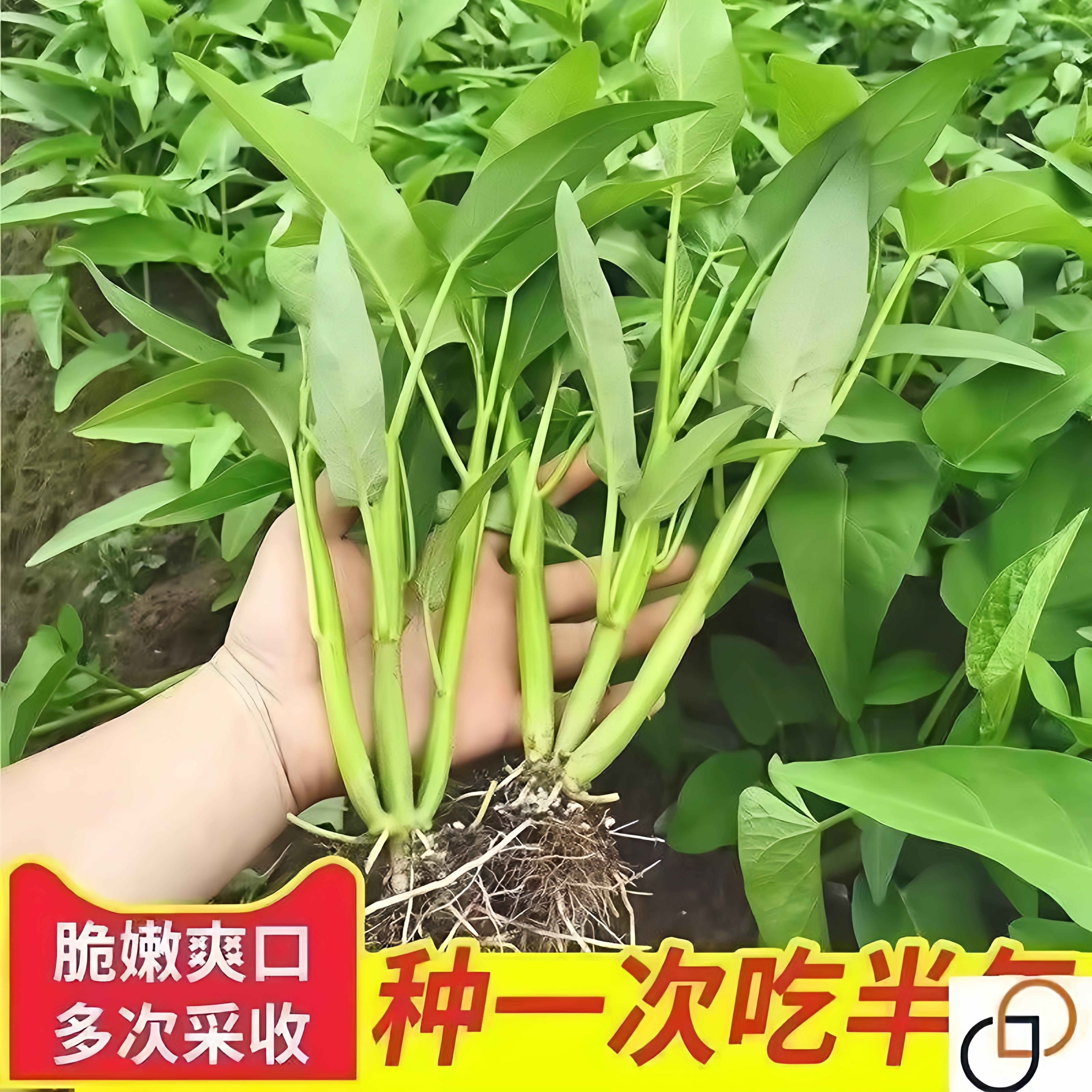 三叉空心菜苗秧苗春秋四季菜苗种子脆嫩竹叶柳叶空心菜空心菜秧苗