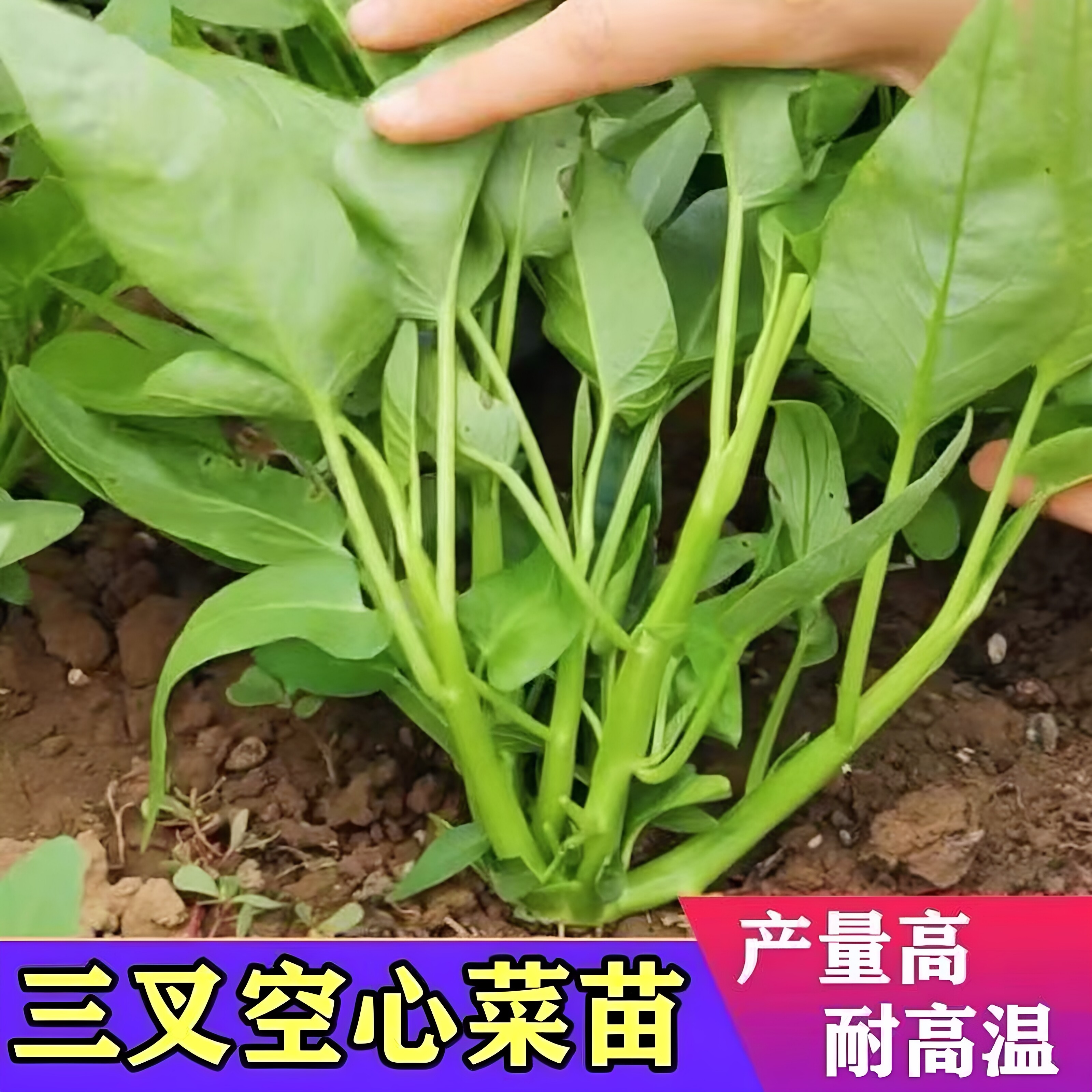 三叉空心菜苗秧苗带根带土四季阳台盆栽庭院种植空心菜种子蔬菜苗