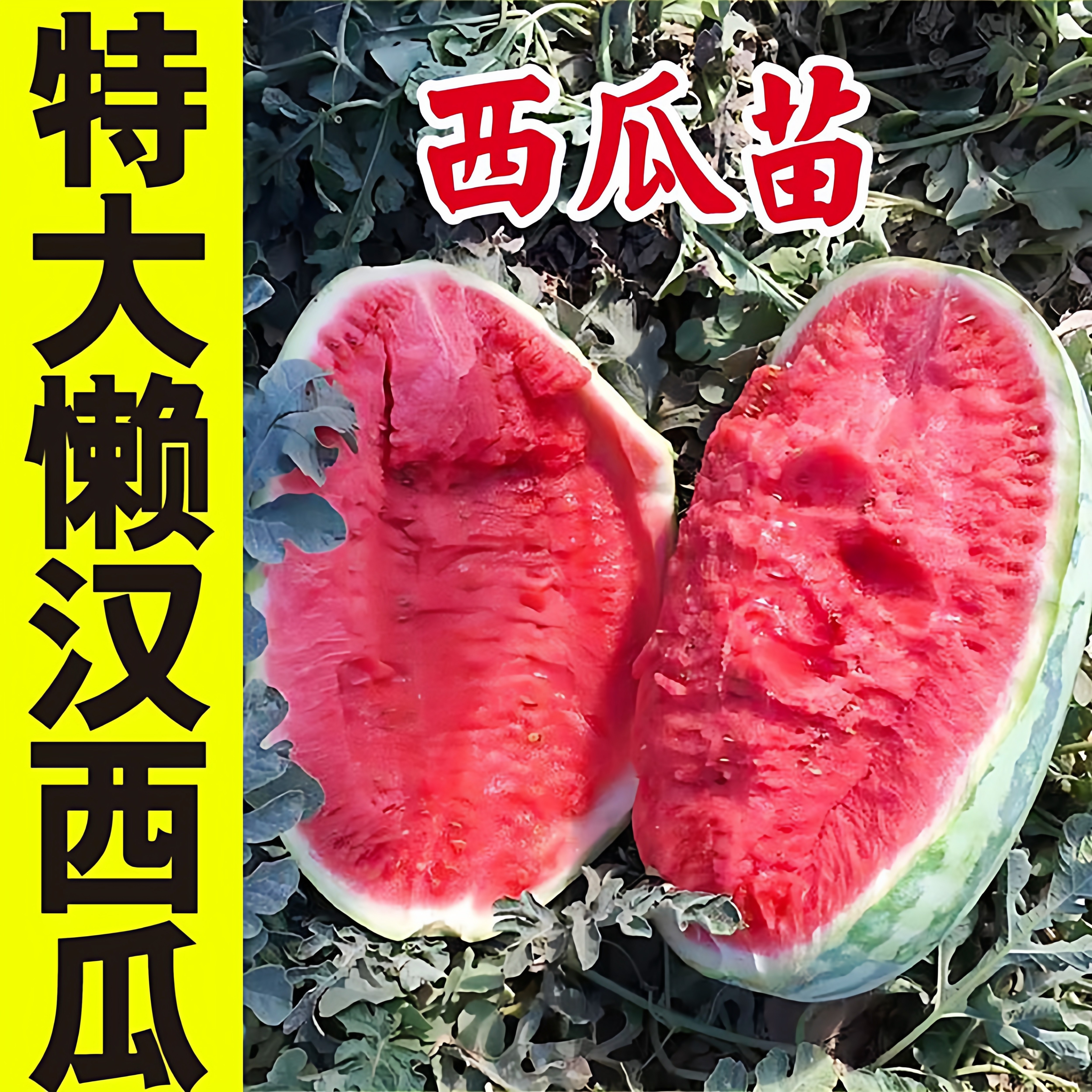 特大懒汉西瓜秧苗懒汉西瓜种子高种苗/半成品盆栽