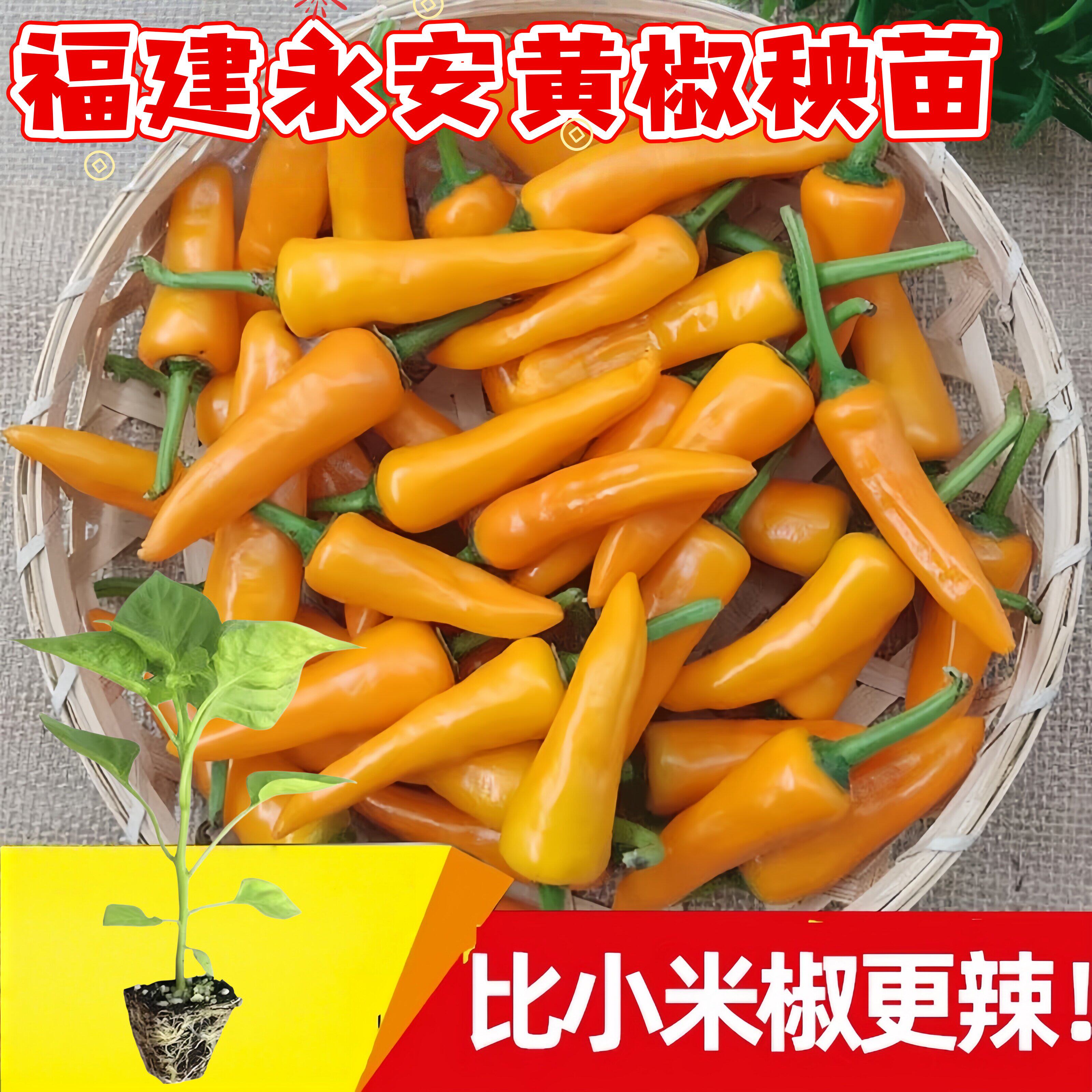 福建永安黄椒种苗甜椒蔬菜种子春秋播种辣椒苗椒蘸酱配料黄椒种苗