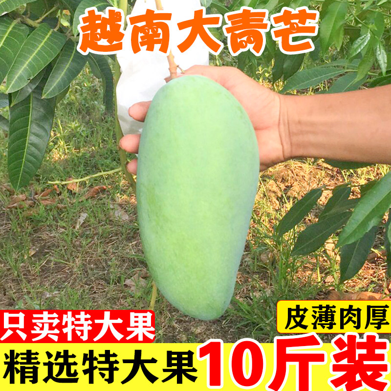 芒果新鲜10斤越南大青芒整箱当季水果包邮海南特大甜心芒金煌桂七