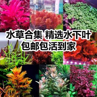 鱼缸增氧水草新懒人装饰造景净化水质生态水草植物真草造景火山石