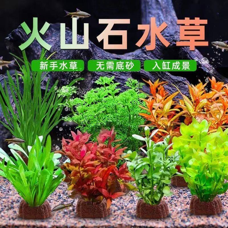 鱼缸增氧水草新懒人装饰造景净化水质生态水草植物真草造景火山石