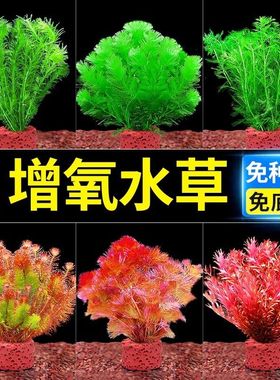水草植物真草造景火山石鱼缸增氧水草新懒人装饰造景净化水质生态