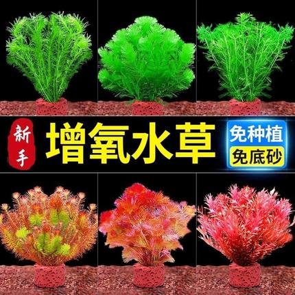 水草植物真草造景火山石鱼缸增氧水草新懒人装饰造景净化水质生态