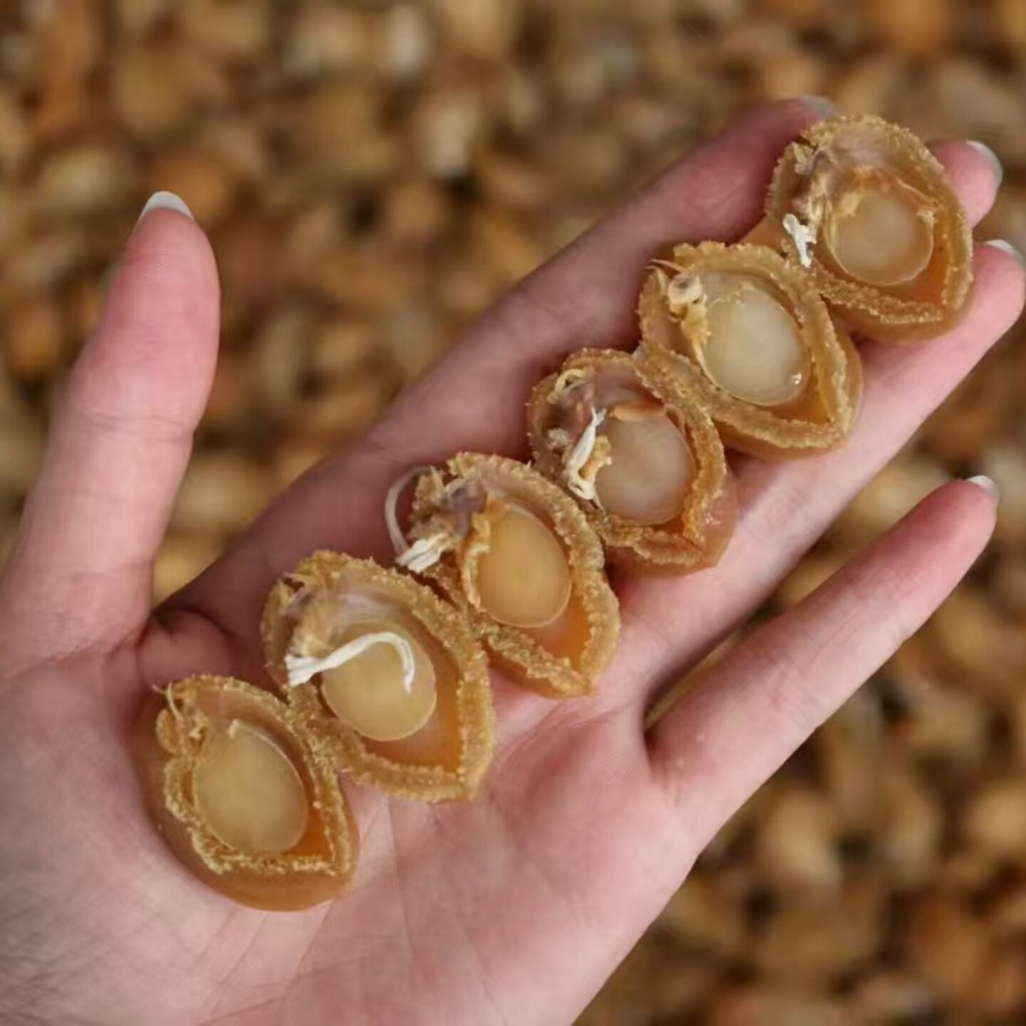 精选大鲍鱼干特级大连干鲍500鲍鱼
