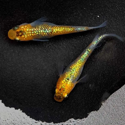 观背青鱂鱼天界冷水鱼