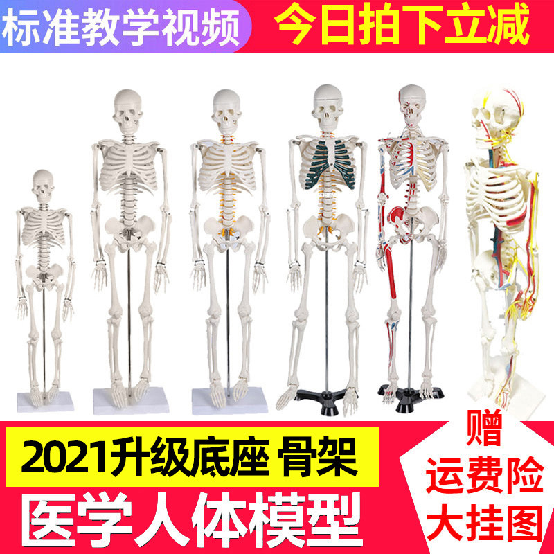 人体骨骼模型骨架真人 价格 怎么样 图片