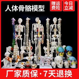 人体骨骼模型肌肉骨架脊柱成人小白骷髅教学小脊椎全身医学3d解剖