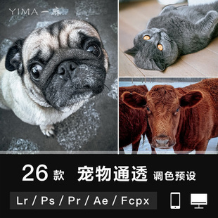 LR预设PS宠物动物猫狗手机APP调色PR_FCPX_达芬奇_AE滤镜ACR_LUT