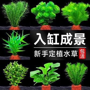 鱼缸专用装饰新型摆鱼缸水草植物造景净化水质火山制氧水草蜈蚣草